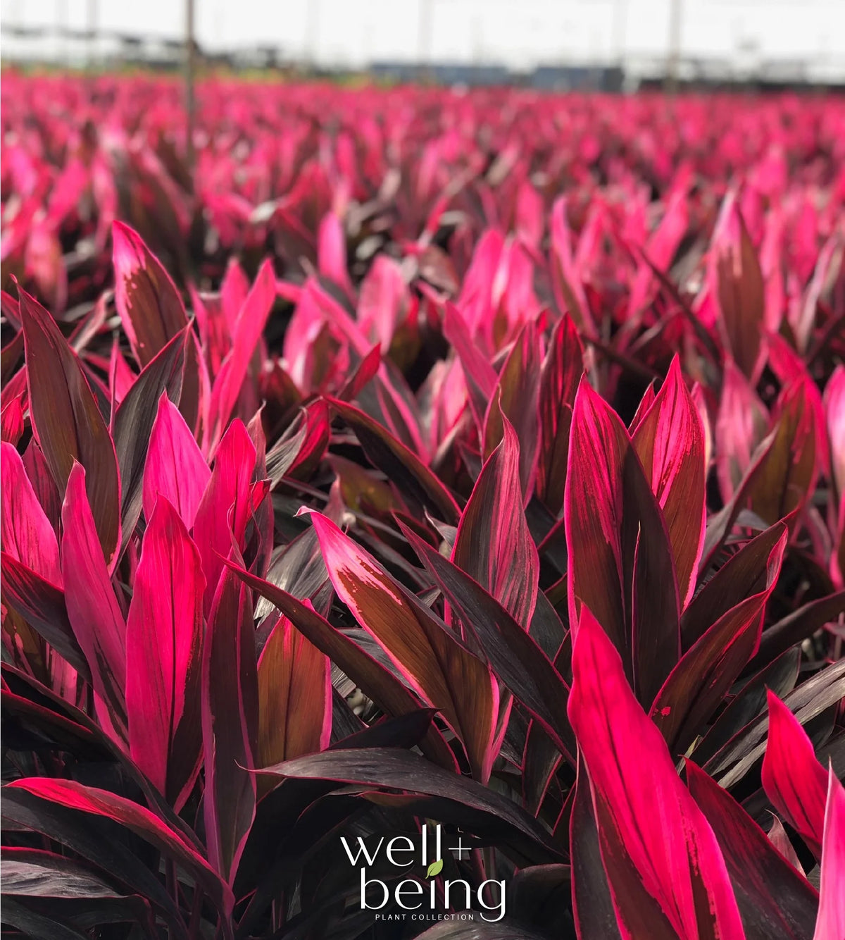 Red Sister Ti Plant, Live Plant in Grower Pot S1928