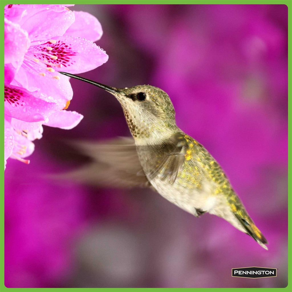 Hummingbird Food No Artificial Dye Y5894