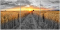 3 Pieces Golden Wheat Field Texas Sunset Canvas Wall Art Z414