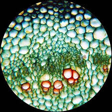 Binocular Microscope + 5MP Camera A532517