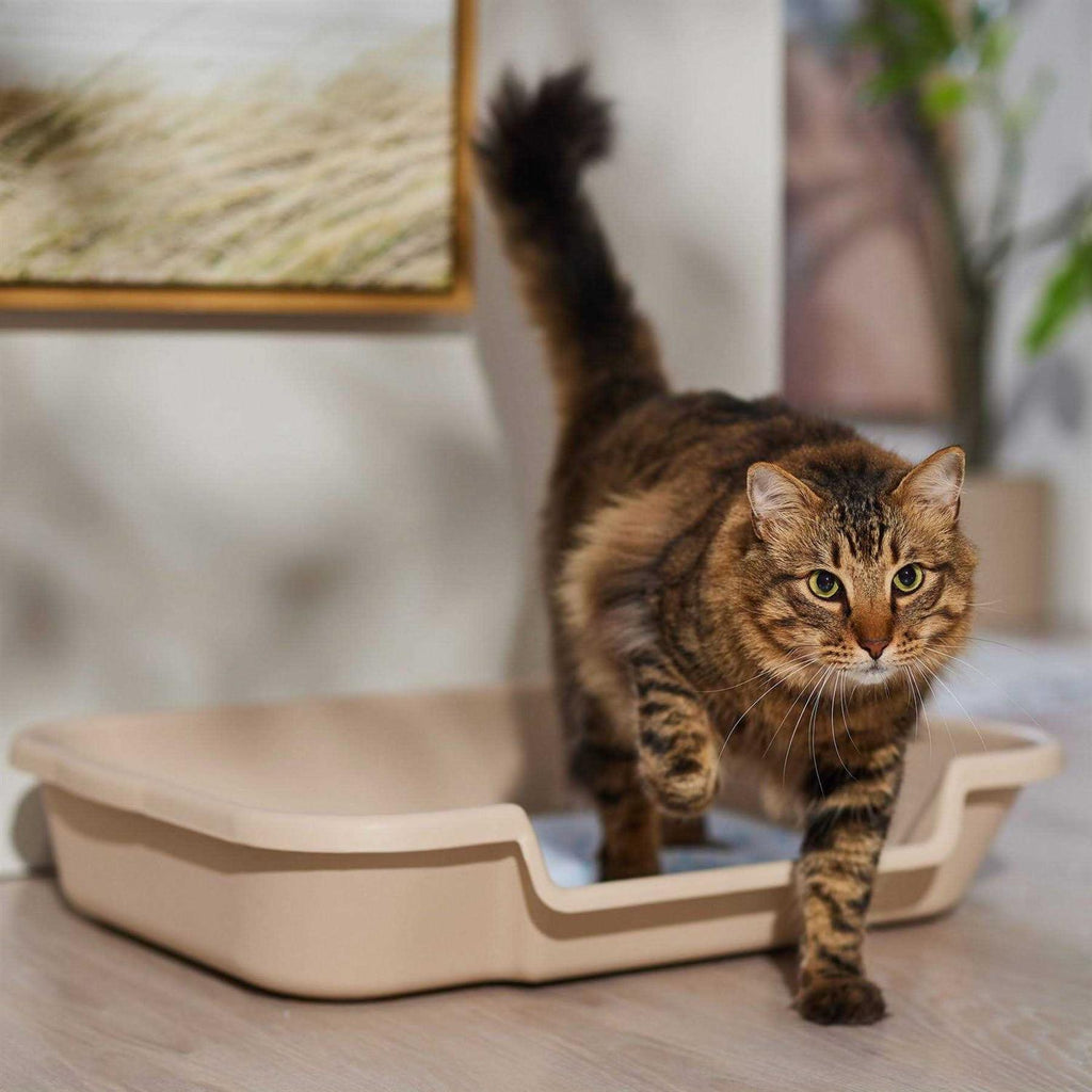 Senior Cat Litter Box C39985
