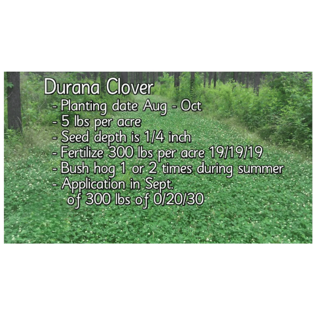 White Clover Grass Seed 25lb J169