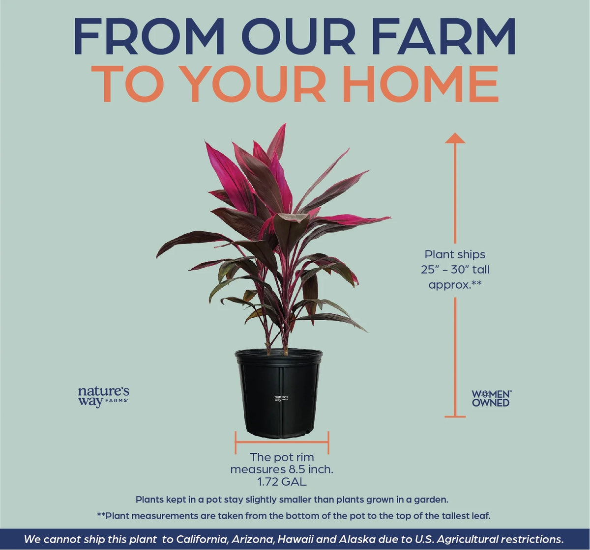 Red Sister Ti Plant, Live Plant in Grower Pot S1928