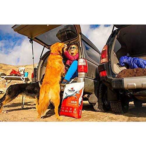 Turkey Dry Dog Food B5509
