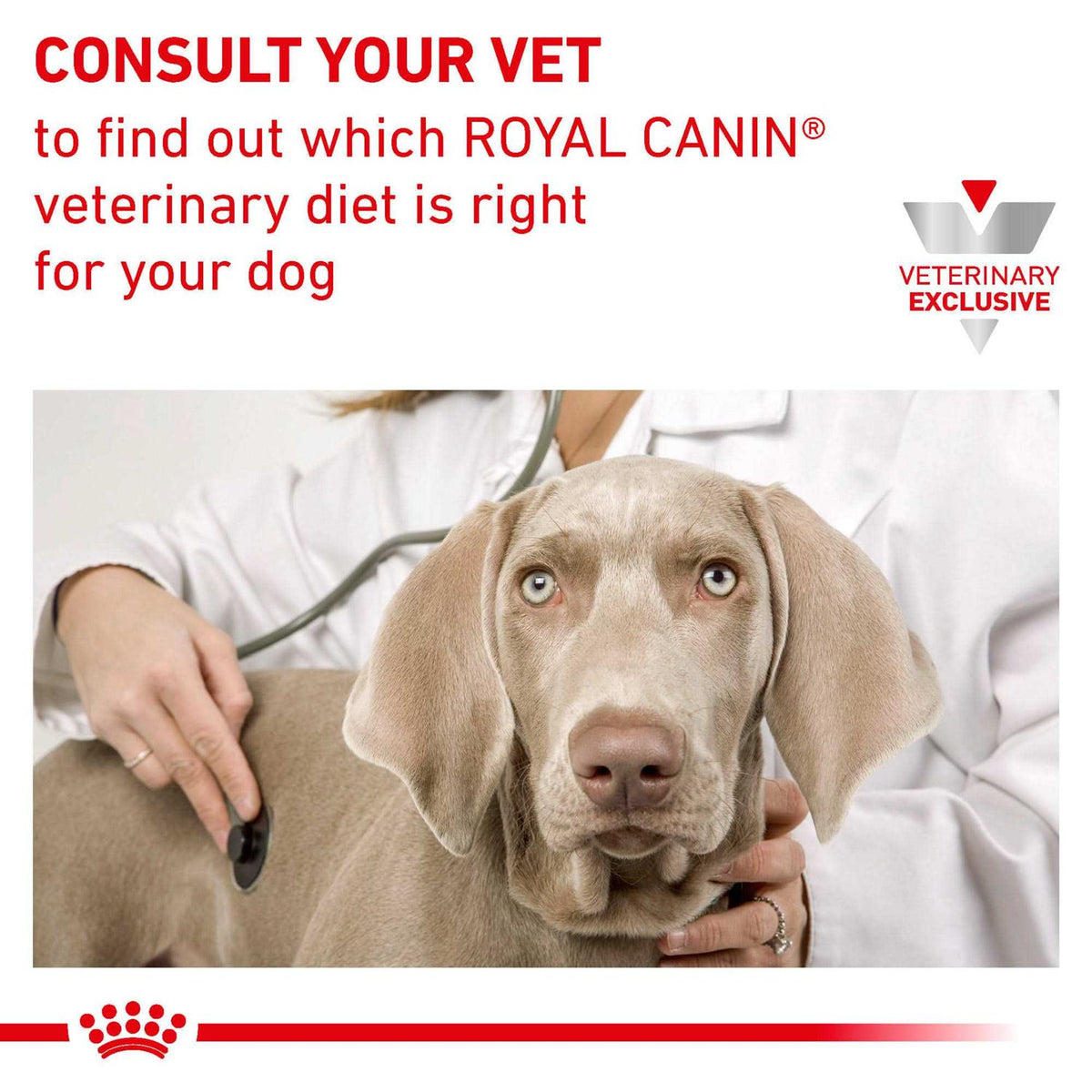 Canned Dog Food Q1688