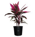 Red Sister Ti Plant, Live Plant in Grower Pot S1928