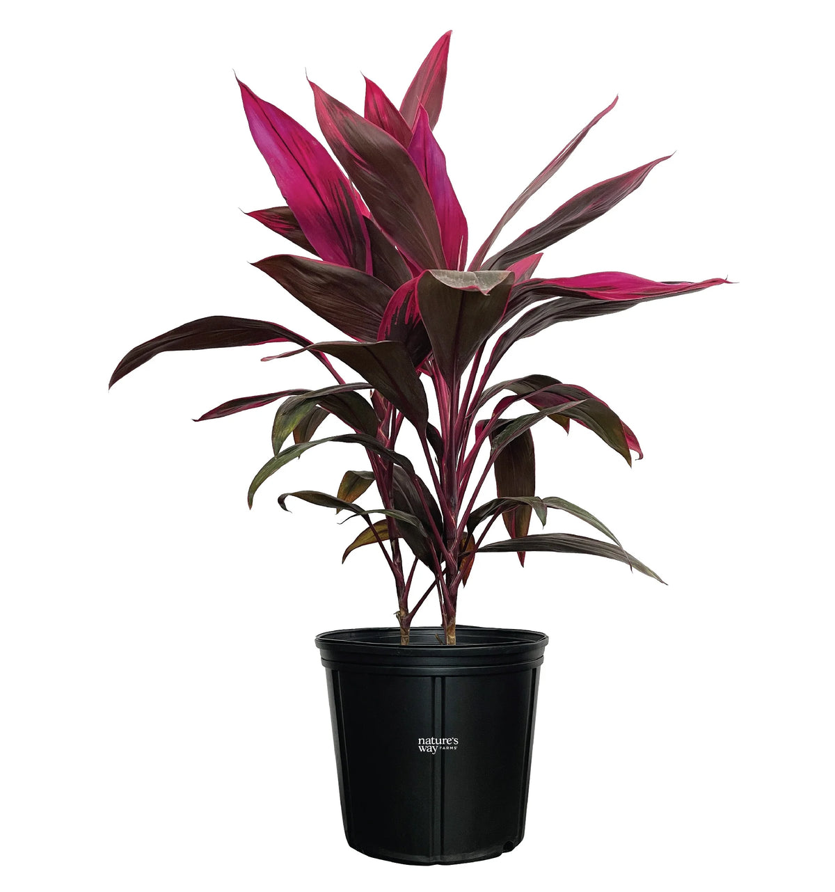 Red Sister Ti Plant, Live Plant in Grower Pot S1928