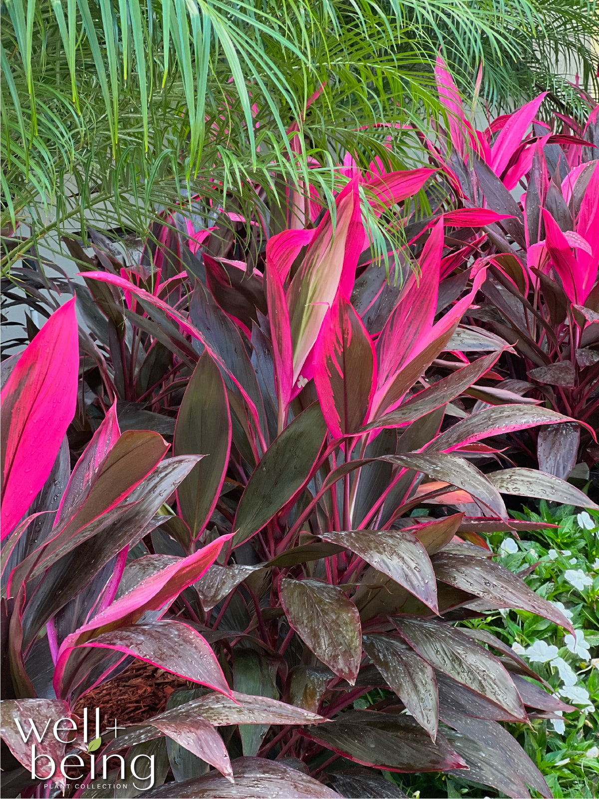 Red Sister Ti Plant, Live Plant in Grower Pot S1928