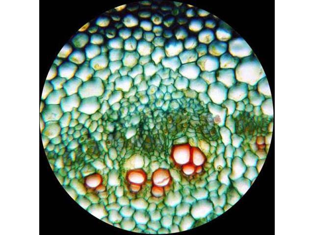 40X-2000X Trinocular Compound Microscope J945