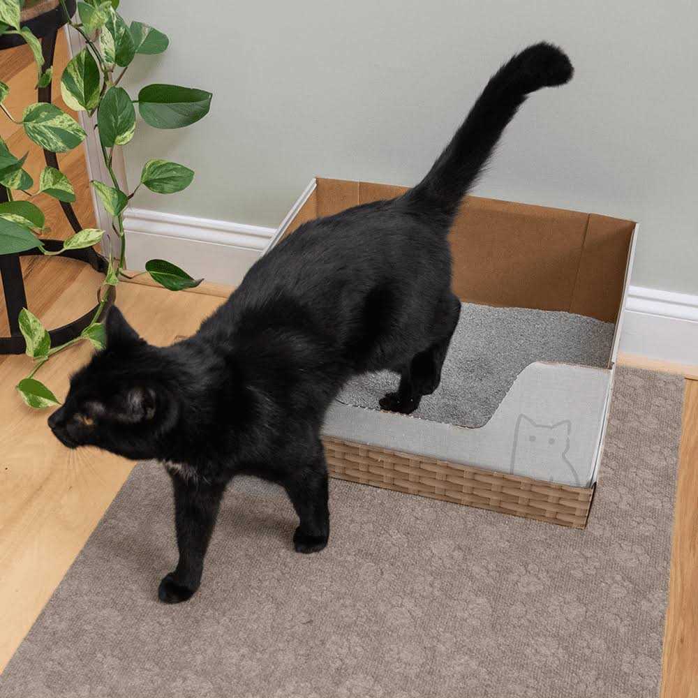 Recyclable Cat Litter Box with Clay Litter A1722