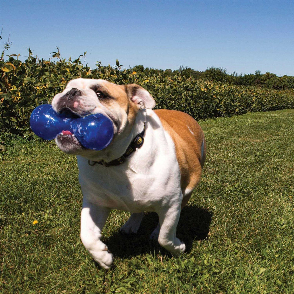 Squeezz Dumbbell Dog Toy P71968