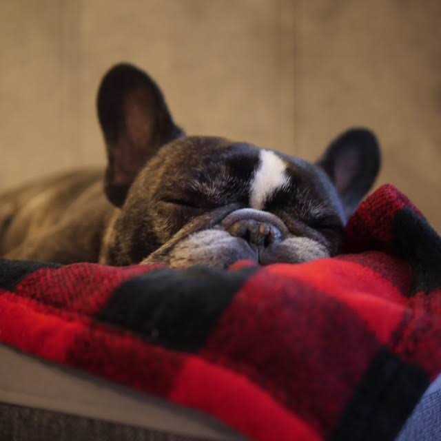 Dog Blanket P93879