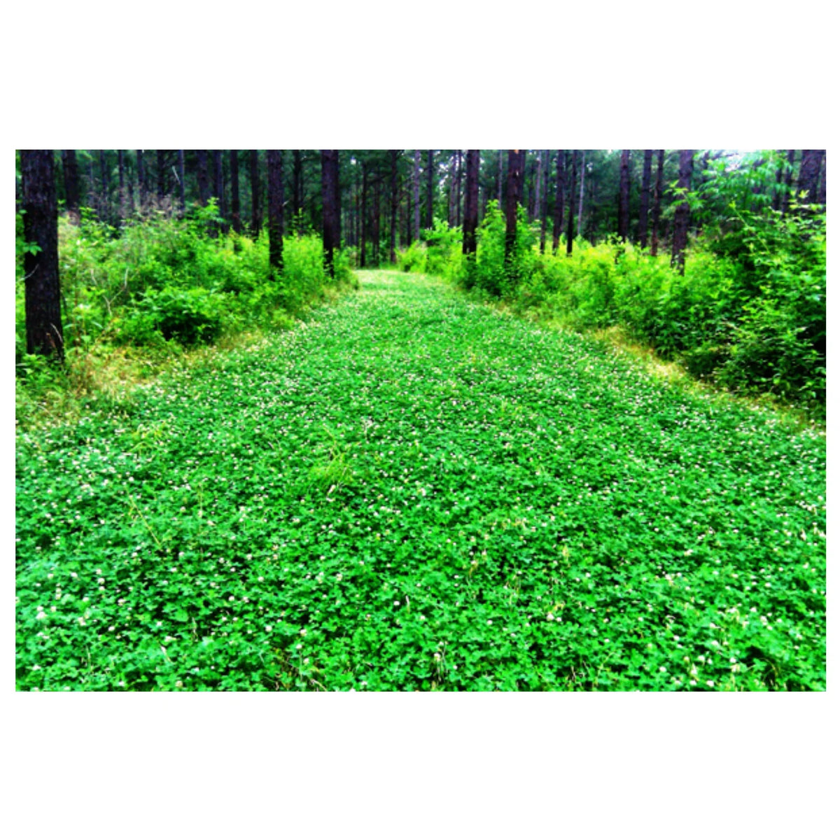 White Clover Grass Seed 25lb J169