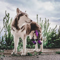 Dog Knee Brace A724