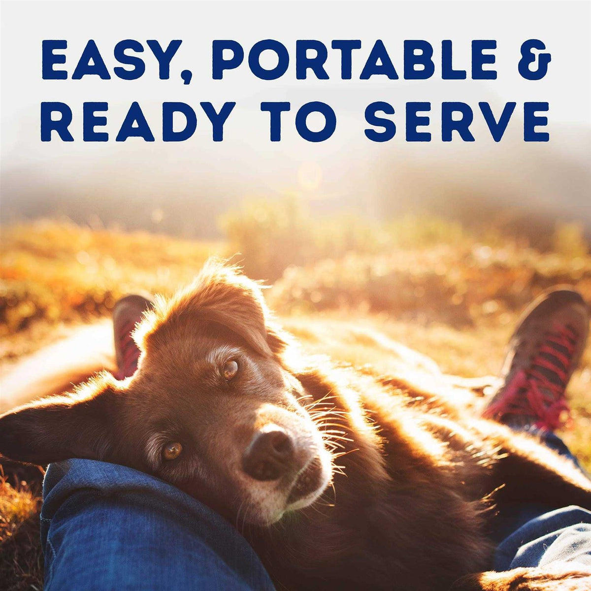 Tender Beef & Potato Recipe Wet Dog Food C792008
