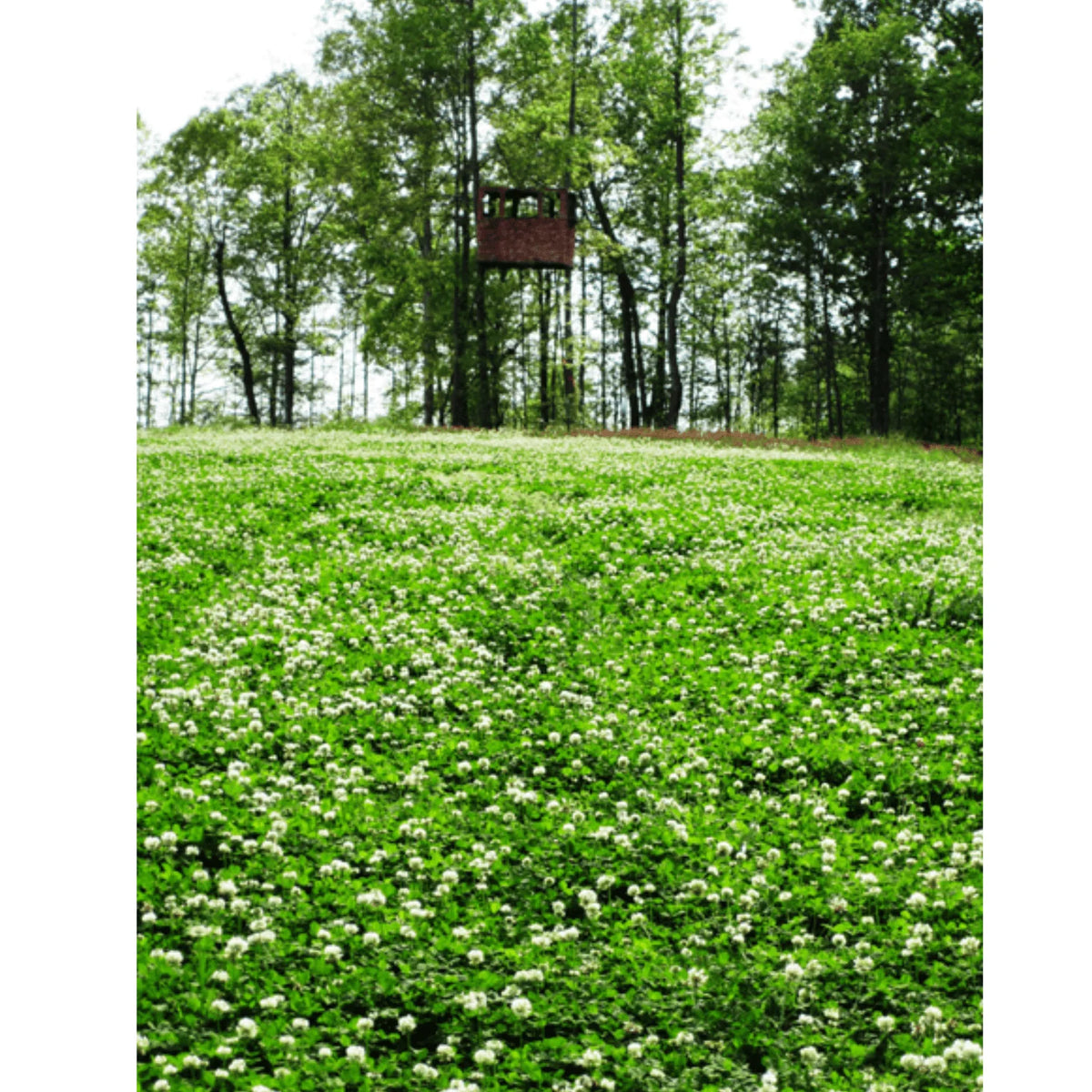White Clover Grass Seed 25lb J169