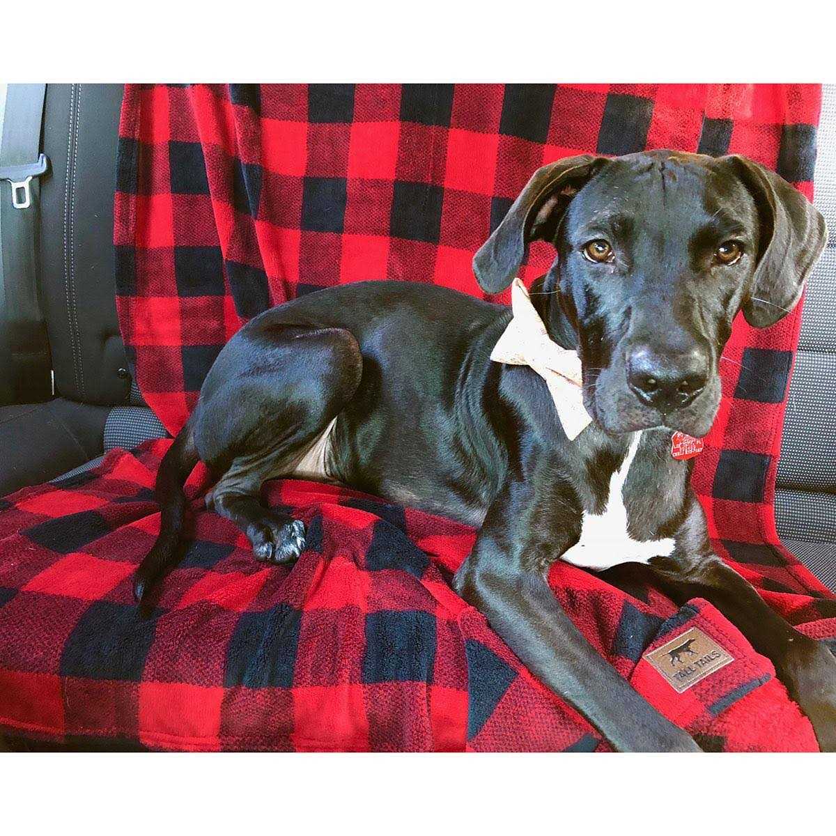 Dog Blanket P93879