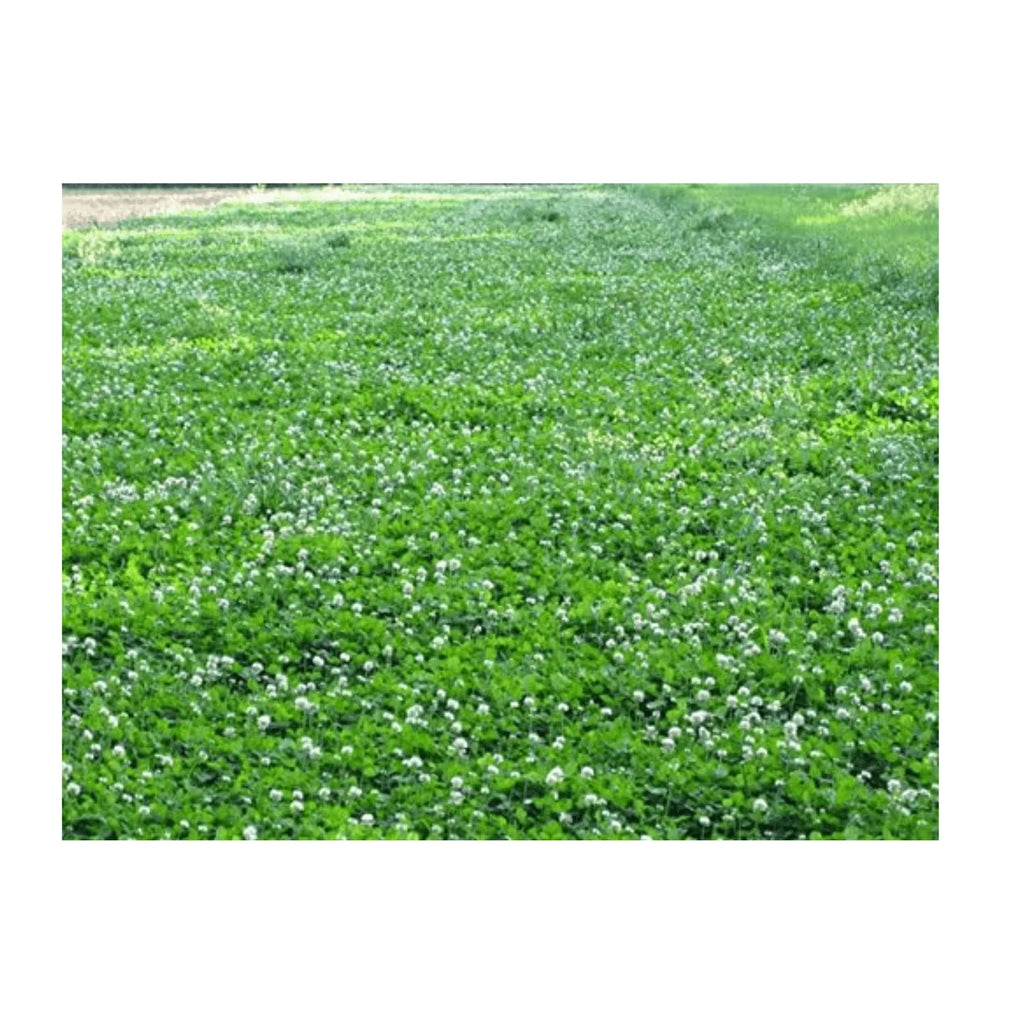 White Clover Grass Seed 25lb J169
